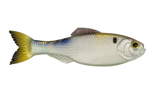 6th Sense Panorama 4K Shad pk)