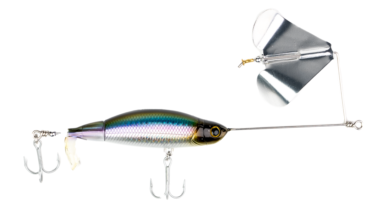 Proper Buzz American Shad
