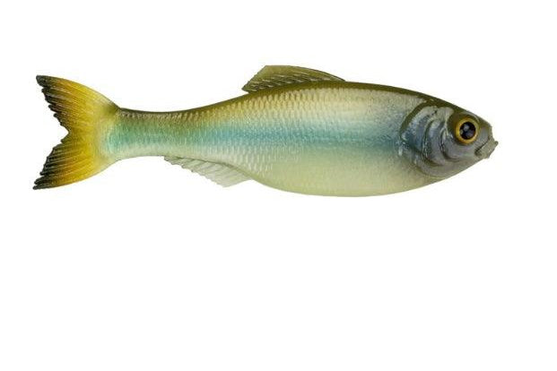 6th Sense Panorama Ghost Minnow pk)