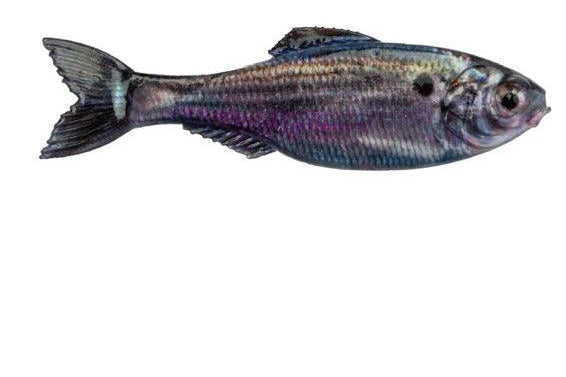 6th Sense Panorama Live Threadfin Shad pk)