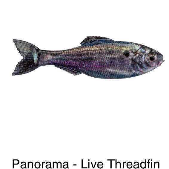 6th Sense Panorama Live Threadfin Shad pk)