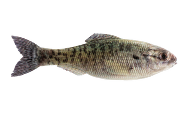 6th Sense Panorama Live Crappie pk)