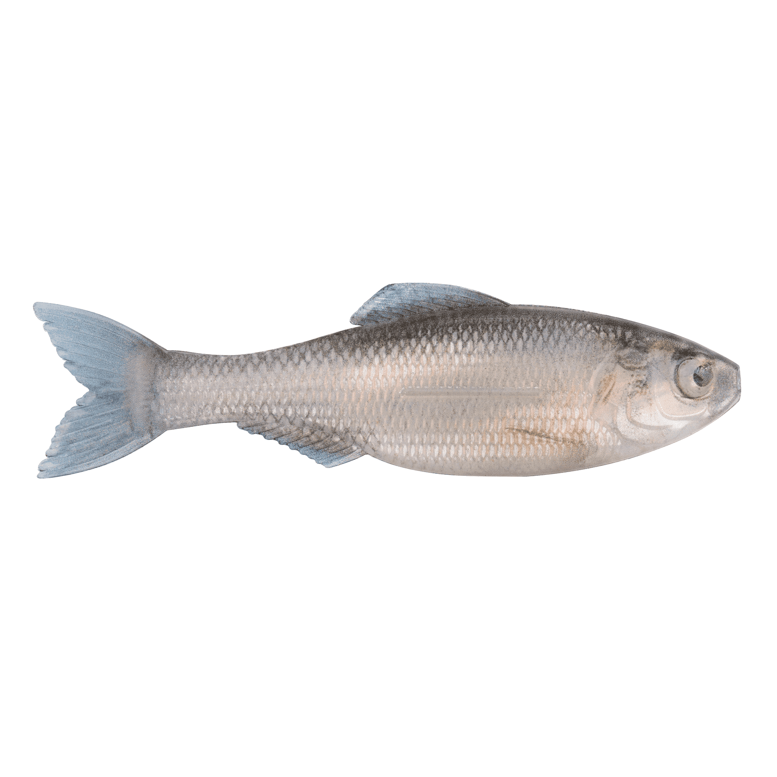 6th Sense Plump Panorama Live Minnow