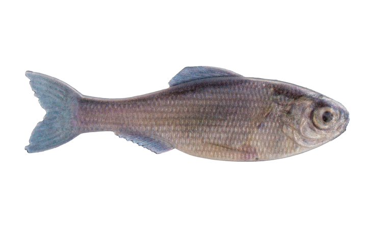 6th Sense Panorama Live Minnow pk)