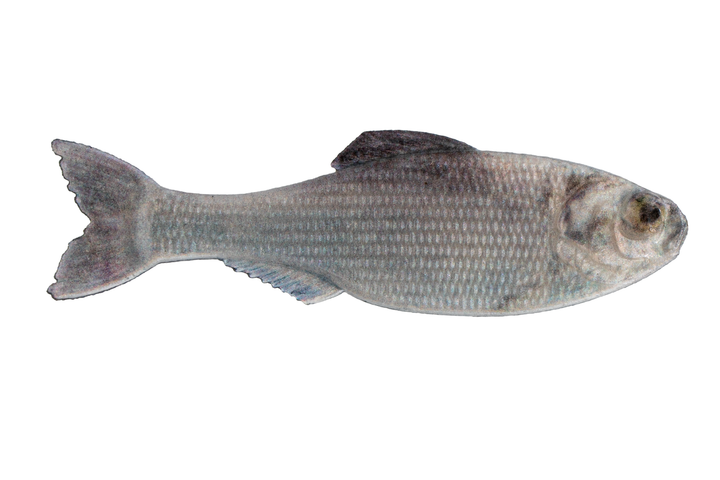 6th Sense Panorama Live Shad pk)