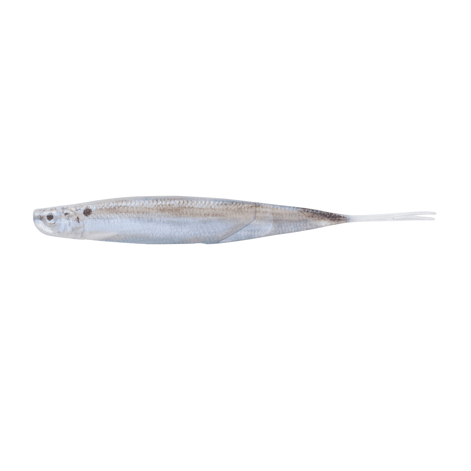 6th Sense Freshwater Shindo Shad Live Threadfin Shad