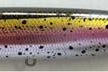 Yellow Magic Havana Rainbow Trout
