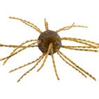 Strike King Tumbleweed Salted Smallmouth Candy