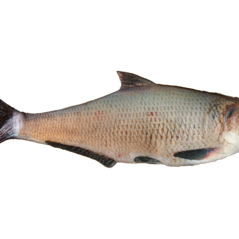 True Bass Texas Shad Line Through Swimbaits 6" Gizzard