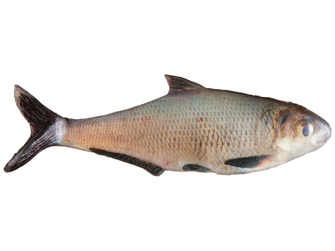 True Bass Texas Shad Line Through Swimbaits 6" Gizzard