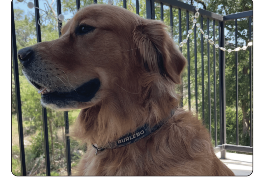 Burlebo Dog Collar