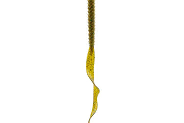 6th Sense Boosa Ribbon Tail 9.6 Green Pumpkin Juice