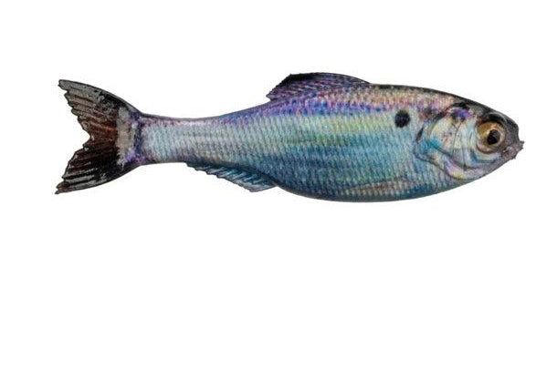 6th Sense Panorama Live Gizzard Shad pk)