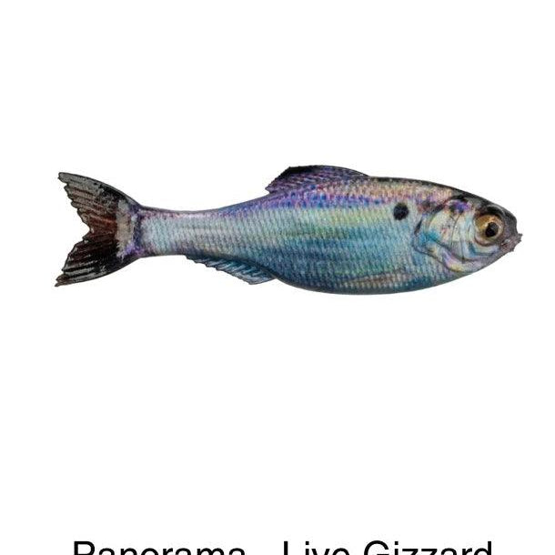 6th Sense Panorama Live Gizzard Shad pk)