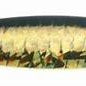 Nichols Lake Fork Flutter Spoon Golden Shiner