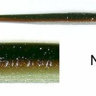 Roboworm Straight Tail 4.5" New Ayu(D)