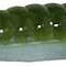 Zoom Finesse Worm 20pk Watermelon Moondust