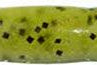 Zoom Z Drop Worm 15pk Watermelon Seed 019**