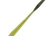 6th Sense Ridge Worm Cali Magic Red