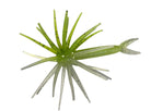 TMF Jerkin Urchin Chart Pearl Flash