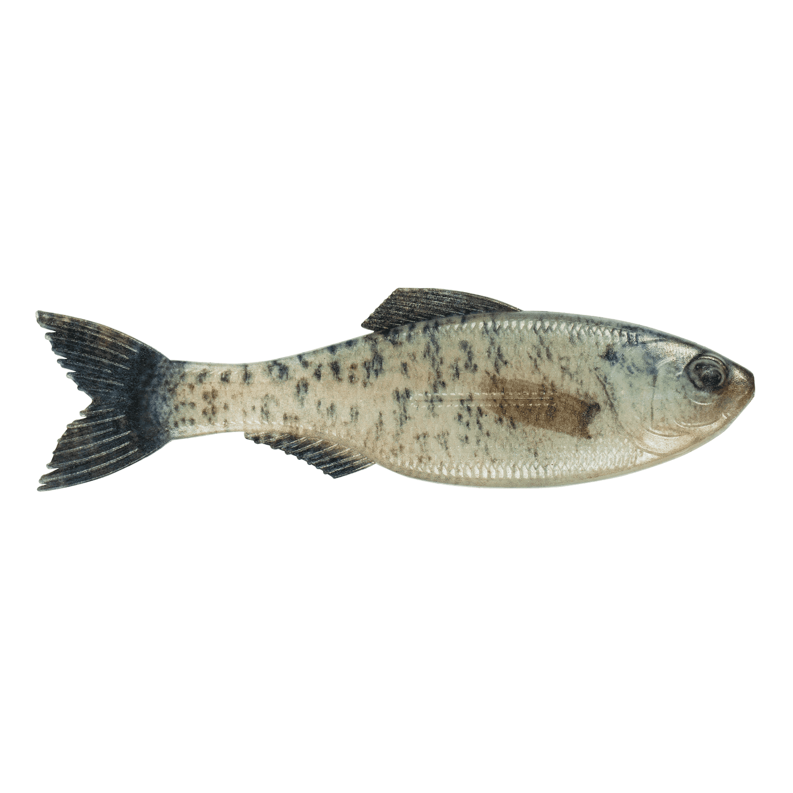 6th Sense Plump Panorama Live Crappie