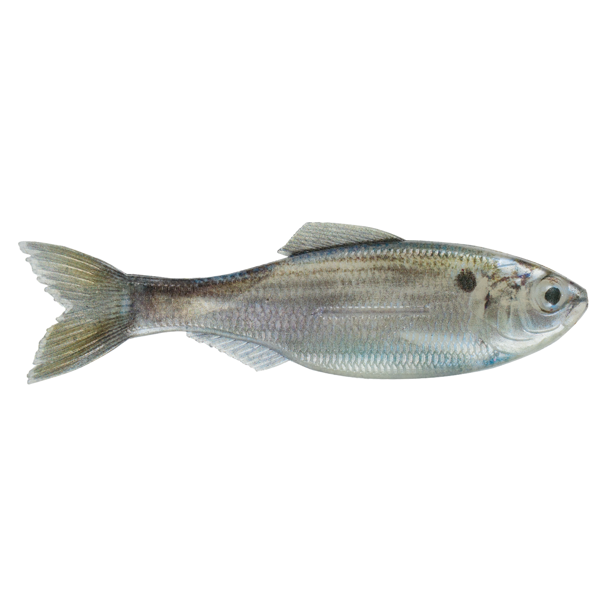6th Sense Plump Panorama Live Threadfin Shad