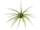 Hideup Coike Creature Bait Watermelon Seed